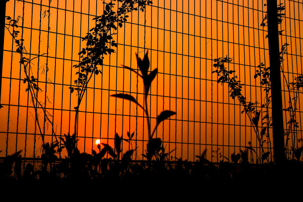 日落时的铁丝网树和栅栏图片下载