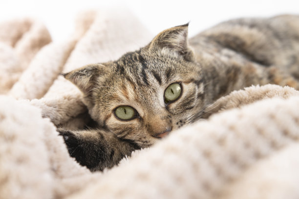 一只美丽的条纹猫躺在松软的格子上，聚精会神地看着。一只有着绿色眼睛的家养宠物的特写照片。图片下载