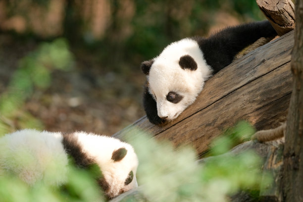 一些幼年大熊猫图片下载