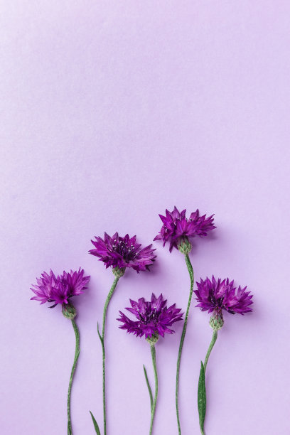 平坦的躺与自然花矢车菊在紫罗兰的背景。春、夏假期卡、邀请函。最少的花卉成分。俯视图的自然美学丰与鲜花问候图片下载
