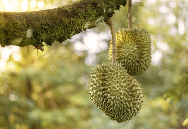 榴莲的果实，榴莲在花园里的树上。图片下载