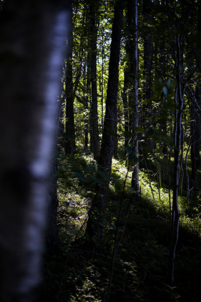 北欧森林图片下载