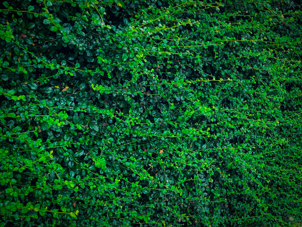 绿色的灌木用来装饰花园，作为背景图片下载