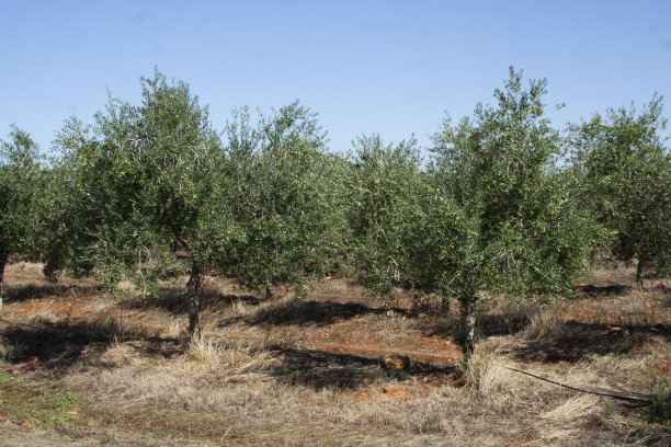 田里的橄榄树结满了果实图片下载