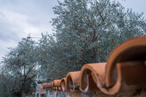 土耳其伊兹密尔的Birgi村，粘土混凝土瓦片后面的橄榄树图片下载
