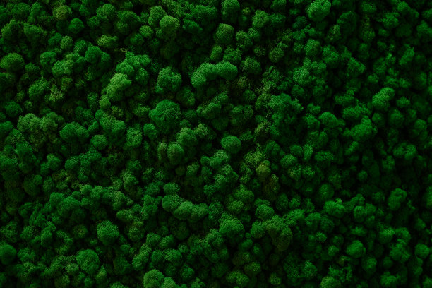 绿色苔藓背景纹理特写。稳定的植物图片下载