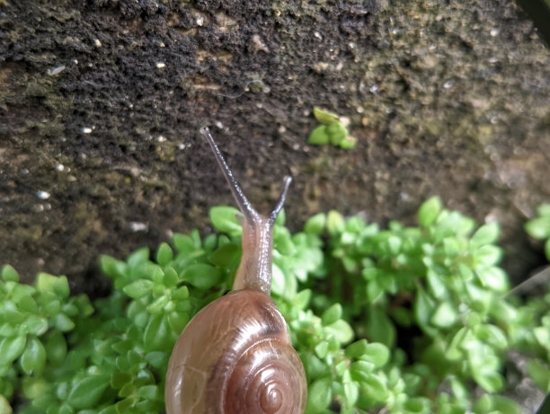 一只小蜗牛在树叶上行走的特写镜头图片下载
