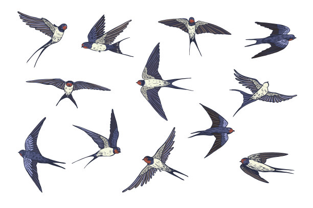 燕子鸟矢量插图集。图片下载