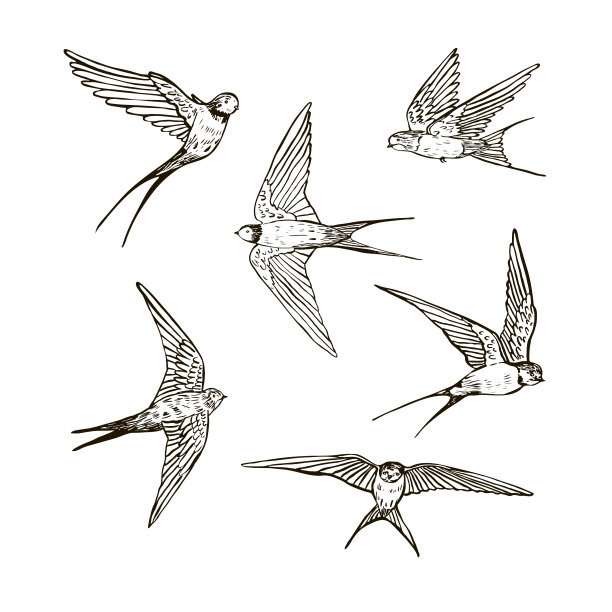 燕子鸟矢量插图集。图片下载
