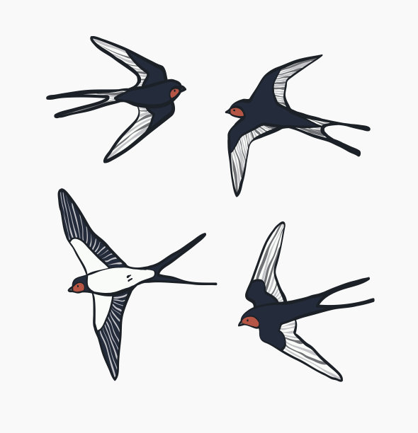 燕子鸟矢量插图集。图片下载