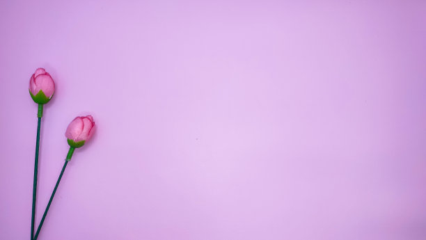 粉红色的背景。图片下载