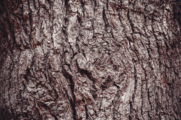 背景为棕色树皮，特写。浮雕自然纹理的橡树树干出版，屏幕保护程序，墙纸，卡片，海报，横幅，封面，网站，帖子。高画质照片图片下载