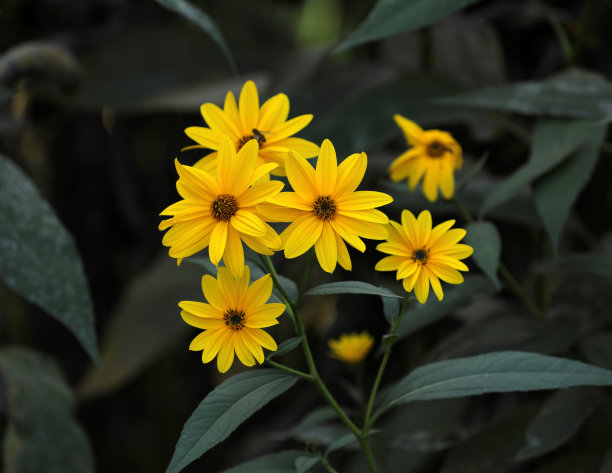 开黄色花的菊芋图片下载
