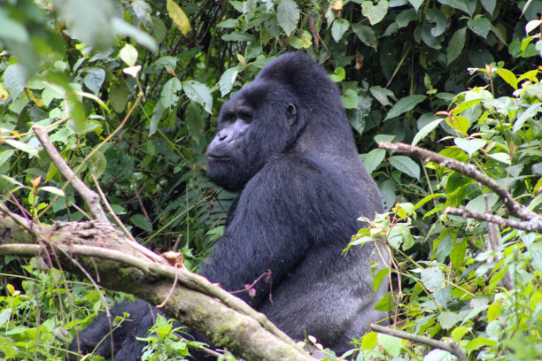 银背大猩猩图片下载