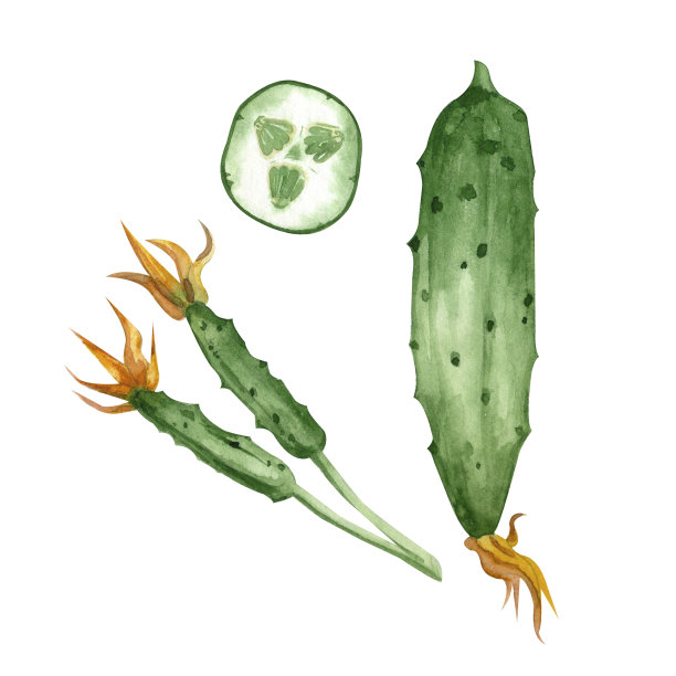 一组水彩元素在白色的背景，一个绿色的黄瓜，小黄瓜，一片黄瓜用水彩手绘。图片下载