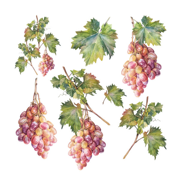 设置水彩画手绘红葡萄与孤立的叶子在白色背景。夏秋甜食浆果。水果浆果甜点。菜单咖啡馆的剪纸，贴纸，墙纸包装速写本图片下载