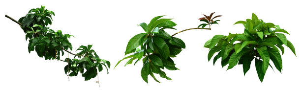 绿叶植物。白色背景上孤立的枝叶。图片下载