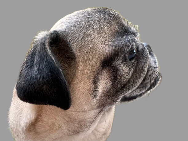 一个可爱的哈巴狗的档案图像图片下载