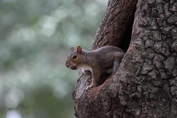 美丽的东方灰松鼠照片图片下载