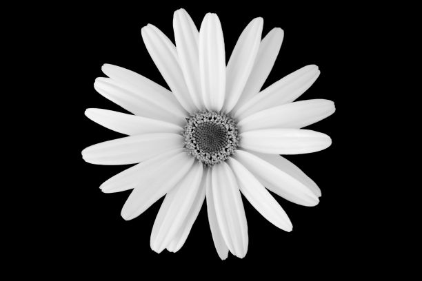 黑色背景上雏菊花的灰度图图片下载
