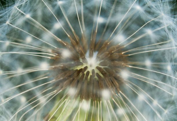 蒲公英的花蕾特写。 非常适合做背景。图片下载