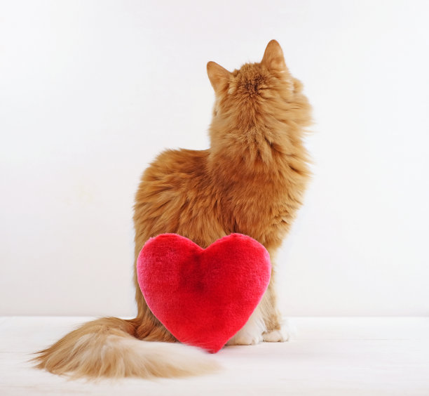姜猫转过身去，白色背景上的毛绒红心玩具图片下载