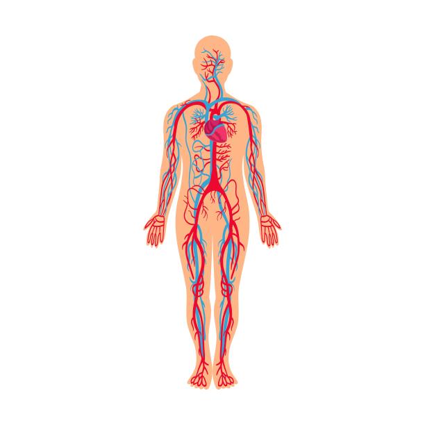 循环系统，人体肌肉和骨骼矢量插图。卡通人物的解剖结构孤立在白色背景图片下载