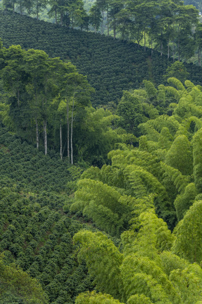 哥伦比亚里萨拉尔达的咖啡种植园——库存照片图片下载