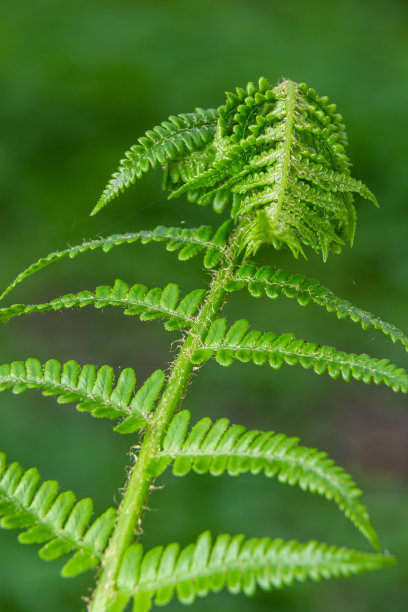 carthusiana鳞毛蕨是鳞毛蕨科的一种草本植物，常见于欧亚大陆和北美的温带地区。药用植物图片下载