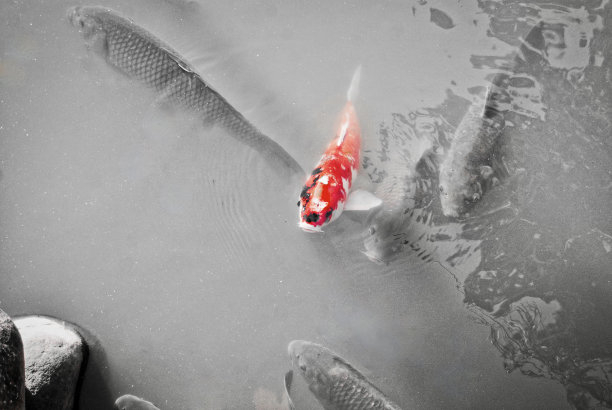 彩色的鲤鱼图片下载