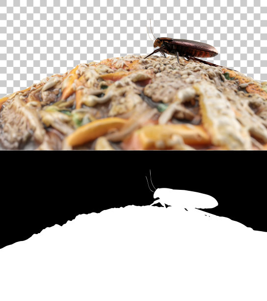 侧面特写蟑螂站在食物上。图片下载