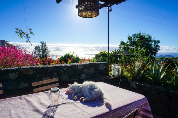 白猫与风景图片下载