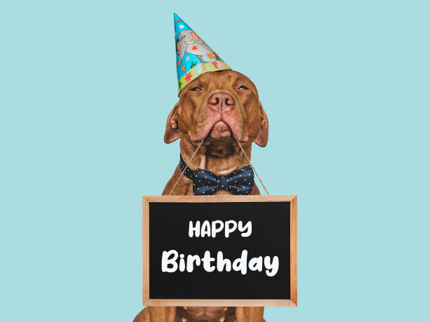 可爱可爱的棕色小狗，戴着派对帽图片下载