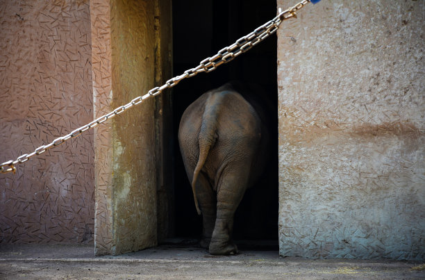 “自由”图片下载