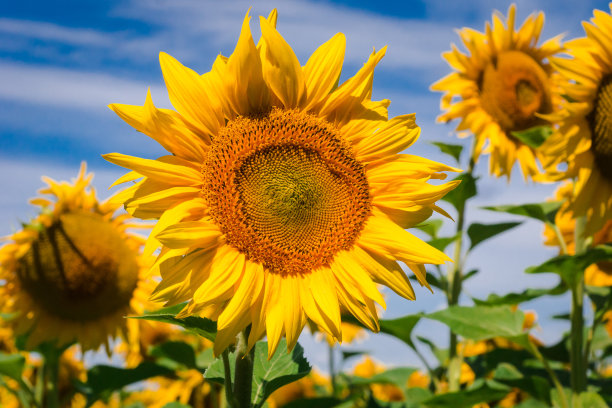 黄色的向日葵在多云的蓝天背景下。夏日田野上盛开的美丽向日葵。向日葵的风景，令人惊叹的夏季自然。自然界斐波那契数列的概念图片下载
