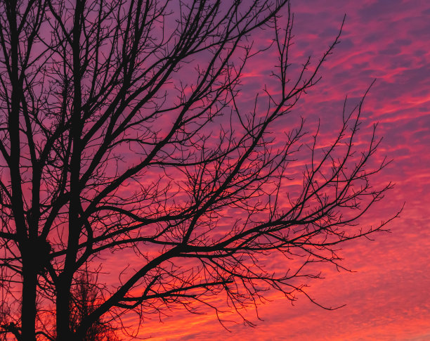 秋天的树枝映衬着火红的夕阳图片下载