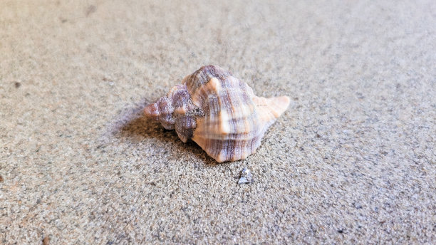 美丽稀有的贝壳图片下载