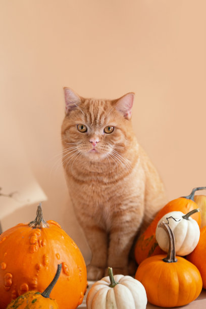 橘黄色南瓜中的姜黄色小猫的特写照片。垂直方向。图片下载