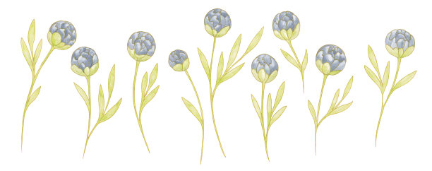 水彩画牡丹花叶灰白，白底金黄图片下载