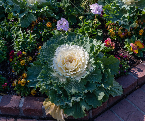 美丽的鸽子白色观赏卷心菜在植物园在南加州图片下载
