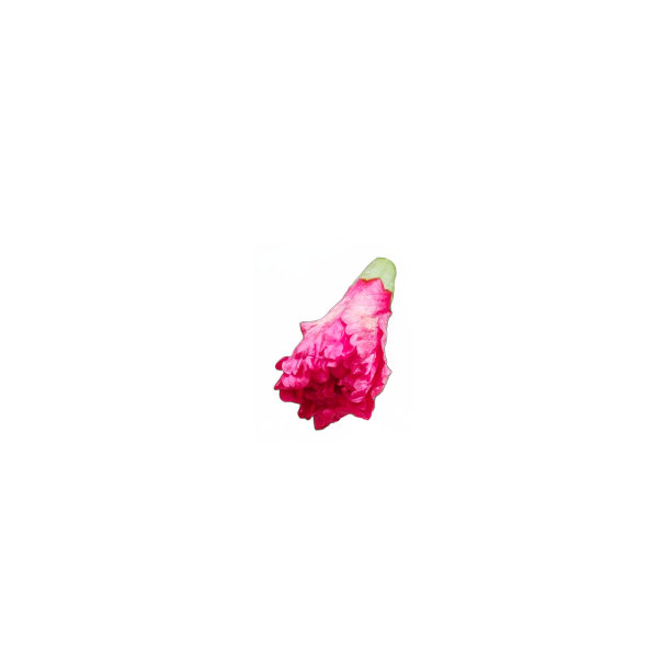 芙蓉花与花苞图片下载