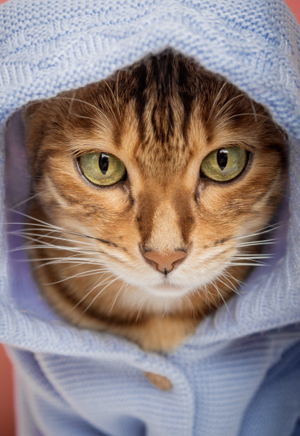 粉色背景下穿着蓝色卫衣的酷孟加拉猫。图片下载