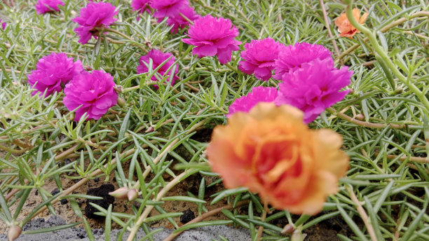 马齿苋属的植物图片下载