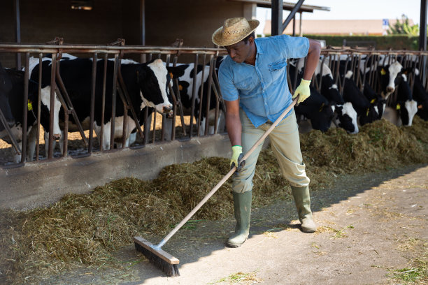 勤奋的非裔美国人把干草耙成一堆图片下载