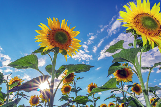 向日葵田和草地。向日葵和植物油的广告图片。植物学。油料栽培。收获时间。向日葵种子。阳光下的花朵。希望的阳光。图片下载