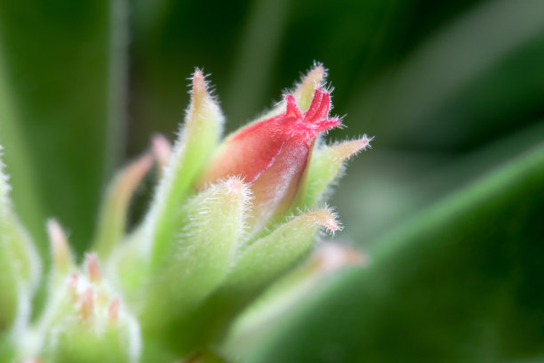 超级微距照片沙漠玫瑰花蕾或腺花芽在绿色的自然背景。图片下载