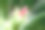 超级微距照片沙漠玫瑰花蕾或腺花芽在绿色的自然背景。图片下载