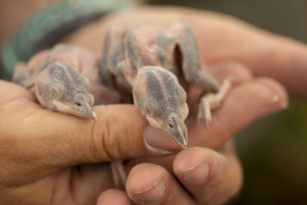 正面近距离观察两只红冠啄木鸟小鸡在杯状的手图片下载