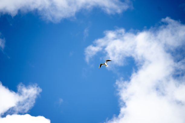 海鸥在多云的天空下飞行的低角度镜头图片下载