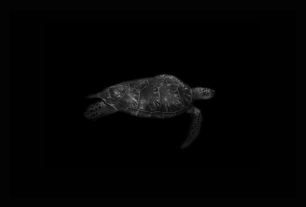 一只乌龟在水下的特写镜头，背景是黑色的图片下载